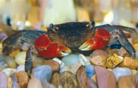 crab fish|11 Types of Freshwater Aquarium Crabs And Complete Care .